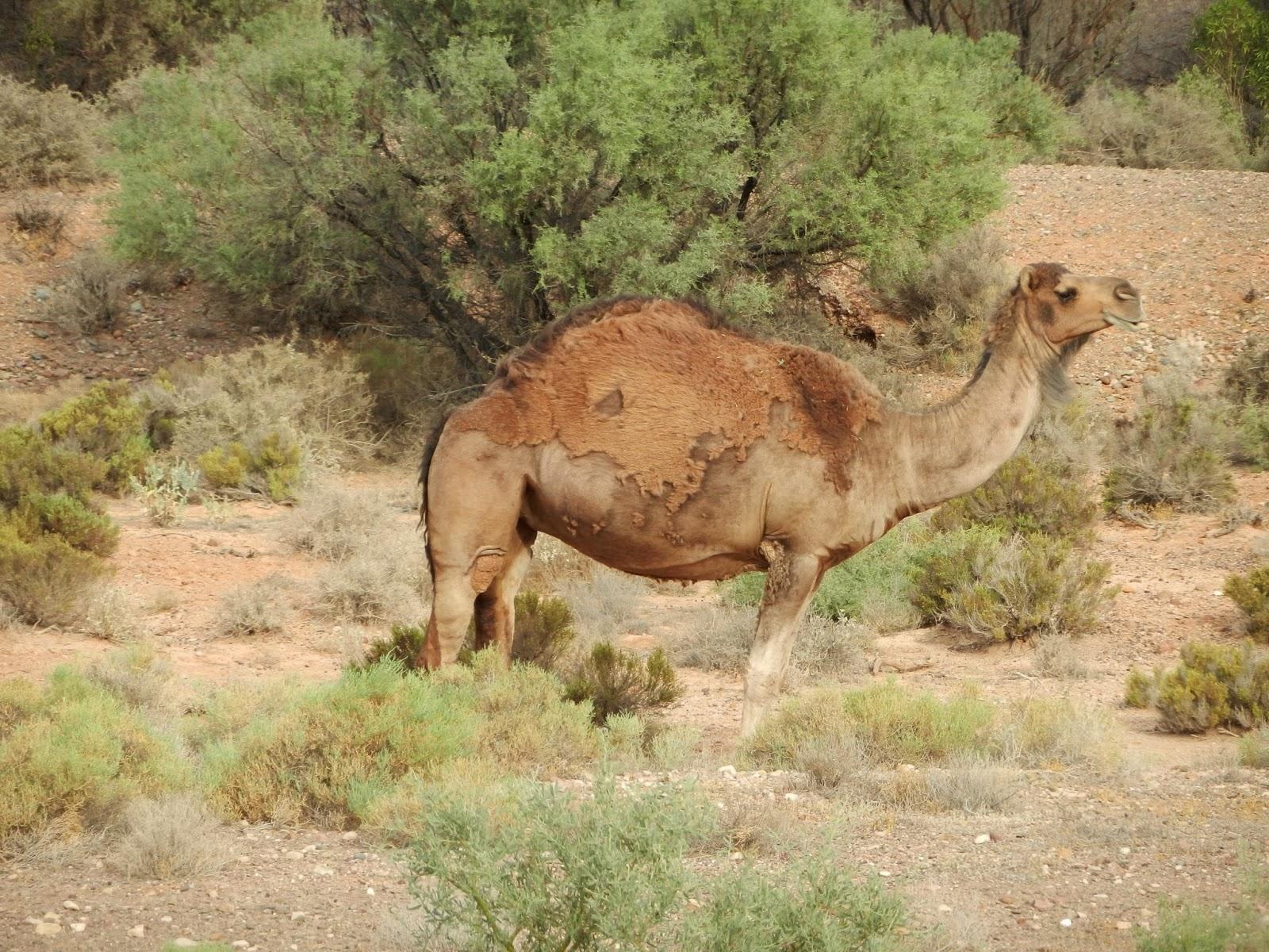 Un petit gout d'Australie contre un petit bout de paradis.