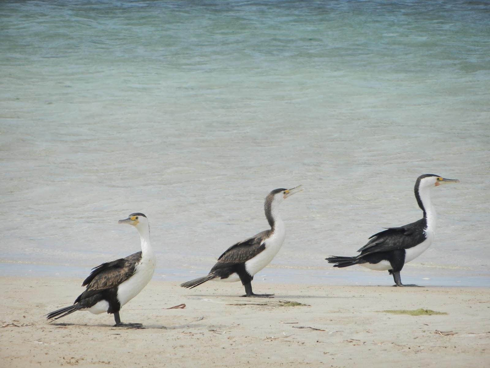 Un petit gout d'Australie contre un petit bout de paradis.