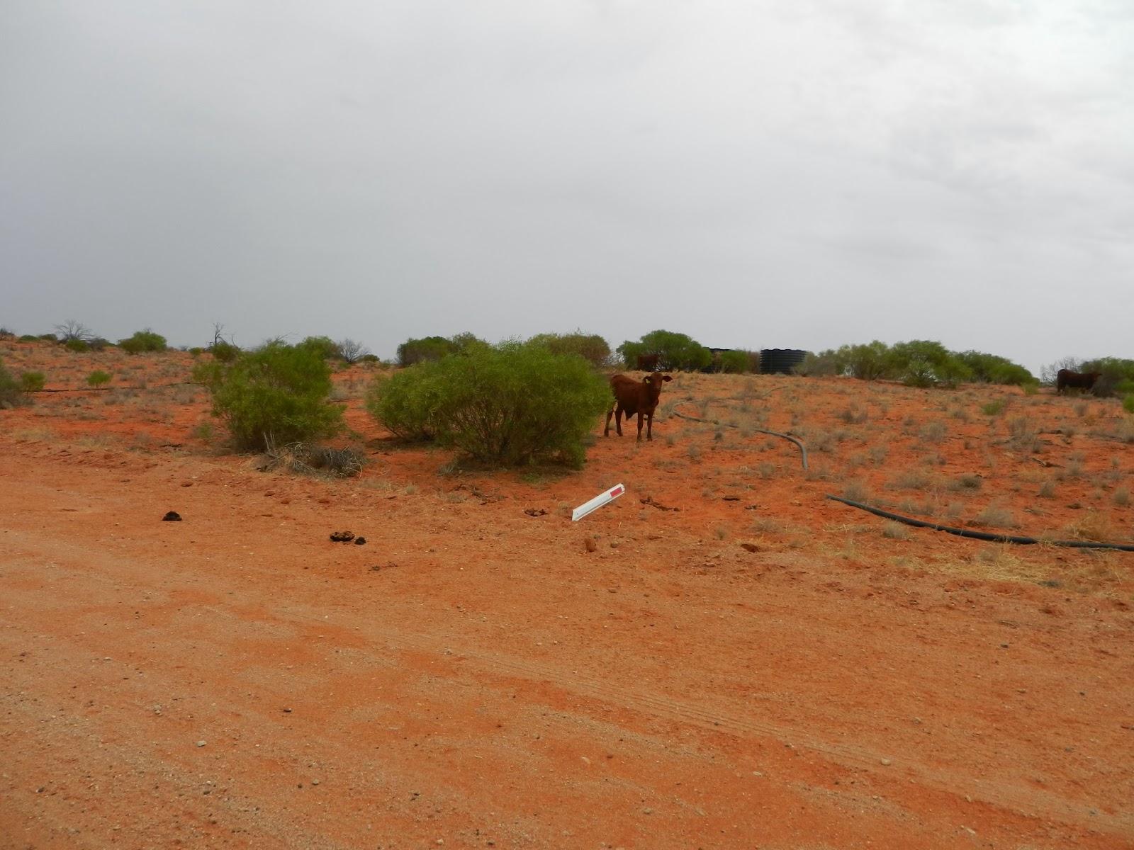 Un petit gout d'Australie contre un petit bout de paradis.