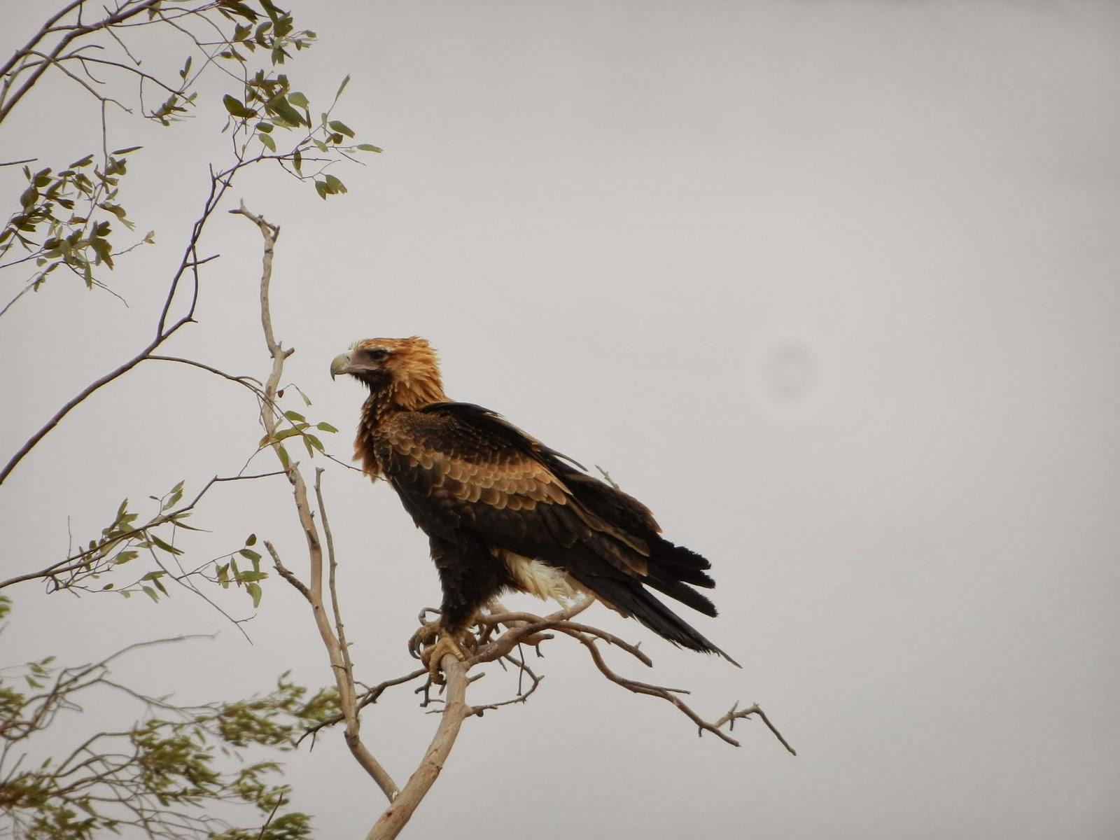Un petit gout d'Australie contre un petit bout de paradis.
