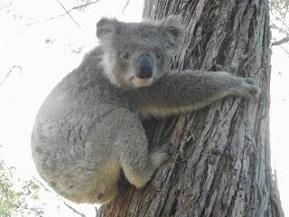 Du Platypus de Bombala aux Koalas de Raymond Island