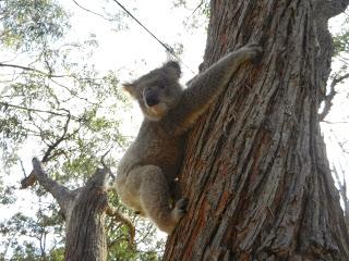 Du Platypus de Bombala aux Koalas de Raymond Island