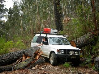 Du Platypus de Bombala aux Koalas de Raymond Island