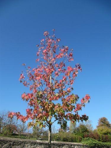 Les couleurs de l'automne