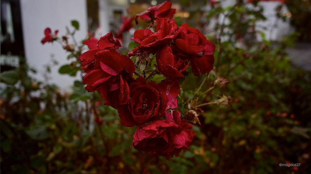 anteketborka.blogspot.com,   pluie