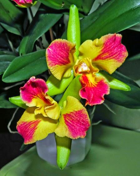 Orchidée cultivée