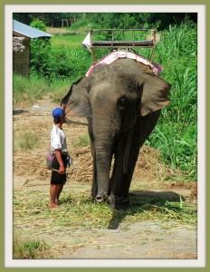 Thailand_chiang-mai_slave-elephant_doi-ithanon_worldtour-outdoorexperience_julien-diot_8