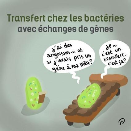 Transfert chez les bactéries avec échange de gènes, par Puyo