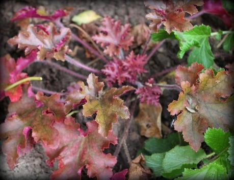 Des vitamines pour 2015 !