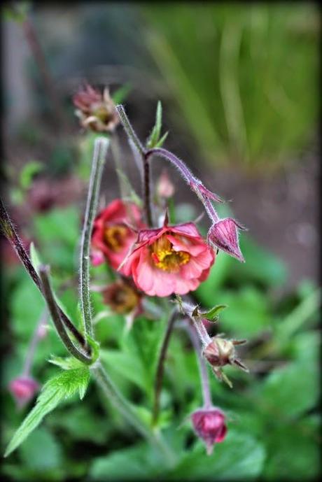 Des vitamines pour 2015 !