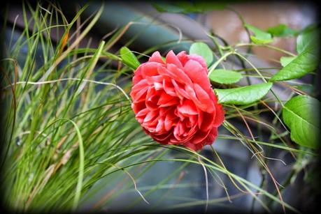 Des vitamines pour 2015 !