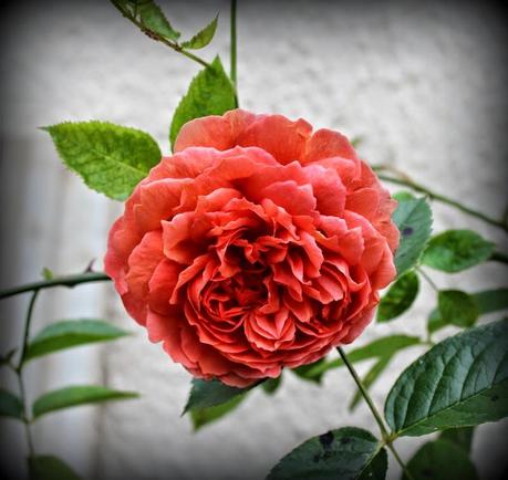 Des vitamines pour 2015 !