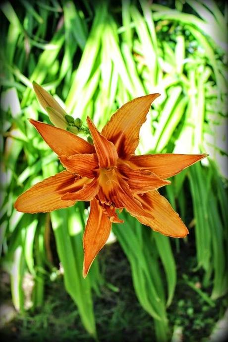 Des vitamines pour 2015 !