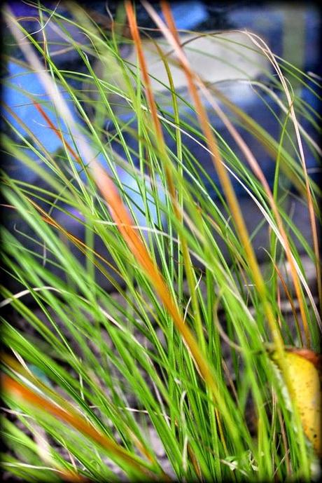 Des vitamines pour 2015 !