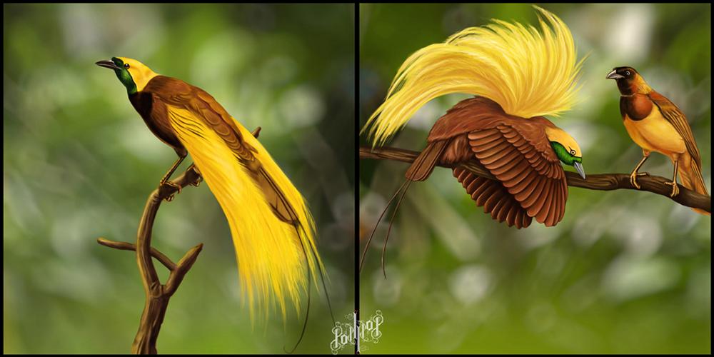 Un Paradis : Et les oiseaux de ce paradis !