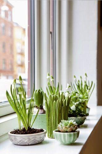 Collection de fleurs sur appui de fenêtre Bo bedre Un appartement en location à son image