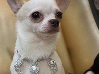2,4 millions d'€ ! Le collier pour chien le plus cher du monde