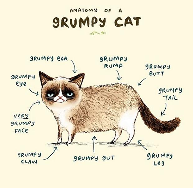 grumpy-cat-anatomy2