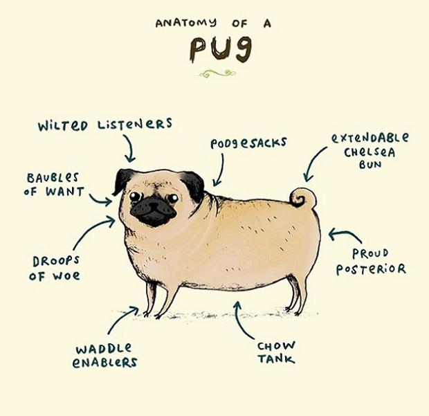 pug-anatomy2