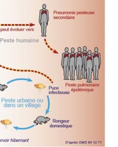 PESTE à Madagascar: Des puces vecteurs résistantes aux insecticides – OMS
