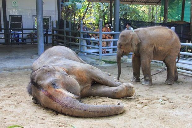 Chiang-Mai une elephante tuée par des guêpes