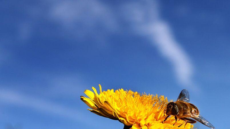 Les chercheurs néerlandais ont analysé le pollen contenu dans des spécimens de 57 différentes espèces d'abeilles datant d'avant 1950.