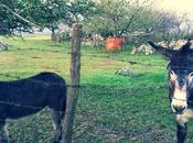 Francigena Sud. Étape images.