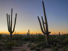 Saguaro National Park