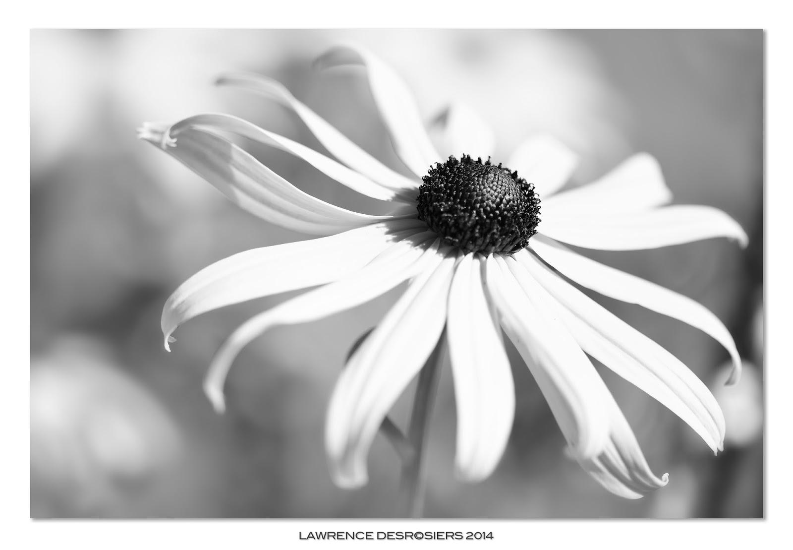 Le hasard, cet ami…