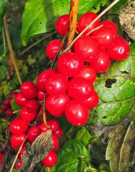 L'herbe aux femmes battues
