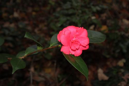 3 adolphe 30 nov 2014 001 (2).jpg