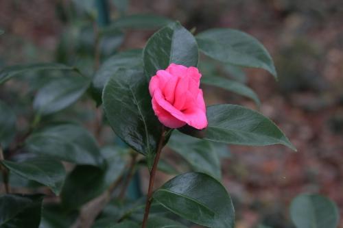 gloire de nantes 30 nov 2014 005.jpg