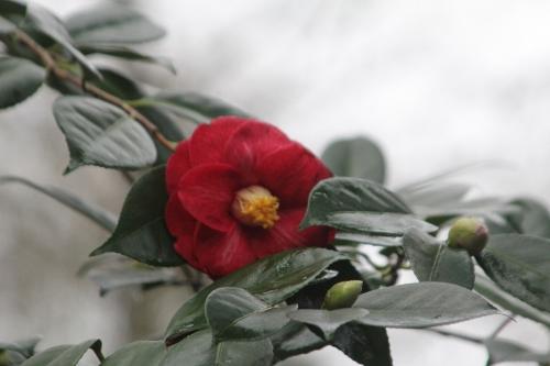 5 adolphe 4 janv 2012 007 (2).jpg