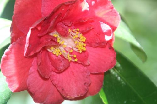 6 adolphe 16 mai 2012 006.jpg