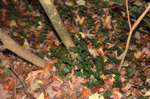 1 adolphe 30 nov 2014 002.jpg