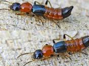 méthodes d'éliminations parrains siciliens