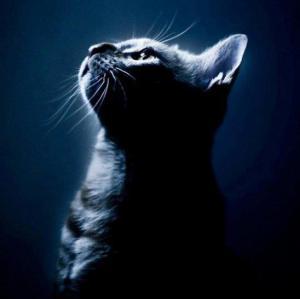Le chat sensible aux fréquences et aux vibrations sonores