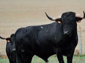 nouveau numero toros