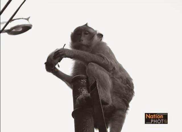 Loburi  Monkey party 2014 [HD]