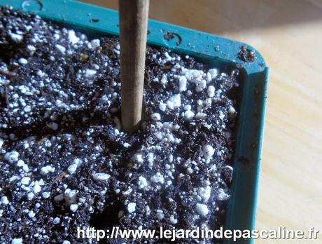 Semis de graines en mini serre chauffante