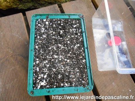 Semis de graines en mini serre chauffante Semis de graines en mini serre chauffante