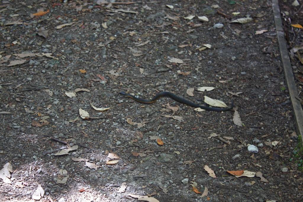 serpent tasmanie