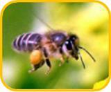 Les pesticides, dangers mortels pour les abeilles !