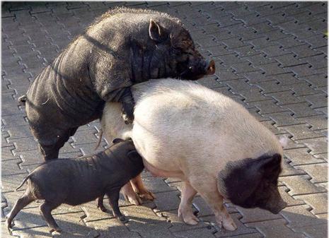 photo cochon truie maman  humour insolite
