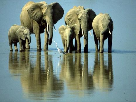 photo famille éléphant eau  humour insolite
