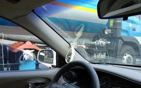 photo niche chien camion remorque humour insolite