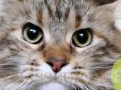 Chataquarium pour protéger chats froid