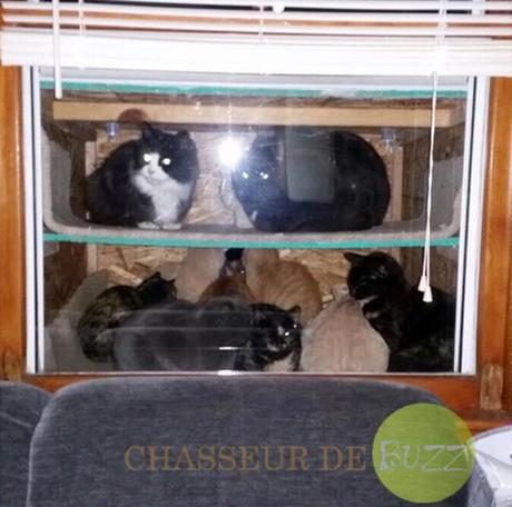 chataquarium_protéger_chats_froid