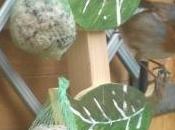 Idée nourriture pour oiseaux