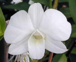 Orchidée dendrobium phalaenopsis_09